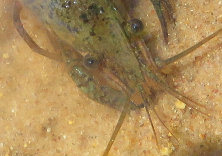crawfish eyes