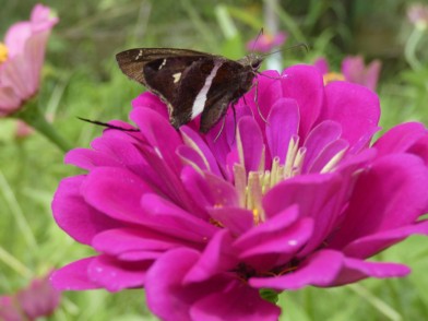 white-striped longtail butterfly on zinnia