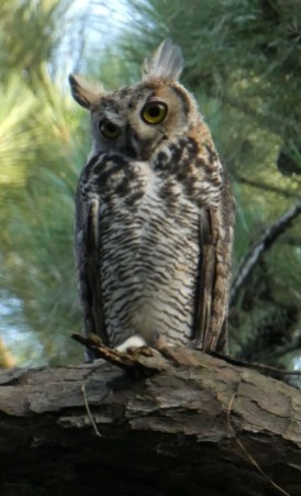 Studious owl.