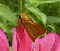 skipper butterfly on zinnia