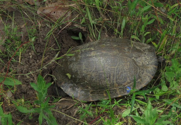 pond turtle laying eggs.