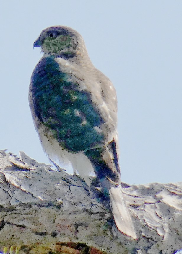 Coopers or Sharp-shinned.