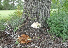 I noticed these two fungi from way across the pasture -- they are as big as chickens!