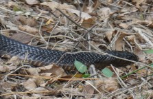 Indigo snake, at Santa Ana Wildlife Refuge.