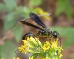 Brown-legged Grass-carrying Wasp, Isodontia auripes.