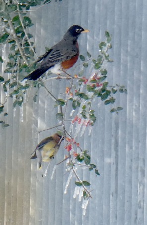 American Robin and Cedar Waxwing going for iced berries.