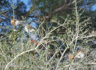 Robins and Hermit Thrushes clearing off a yaupon bush.