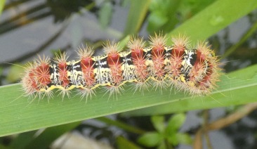 Smeared Dagger moth caterpillar.