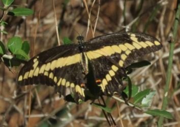 Eastern Giant Swallowtail, Heraclides cresphontes.