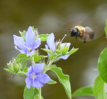 A Carpenter Bee approaches.