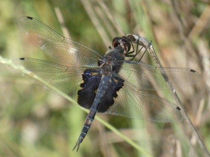 Black Saddlebags dragonfly, Tramea lacerata.