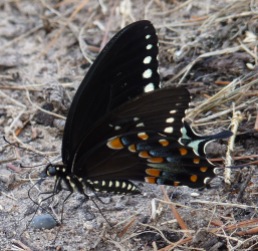 Spicebush Swallowtail, ventral view.