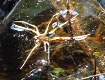 Six-spotted Fishing Spider, Dolomedes triton
